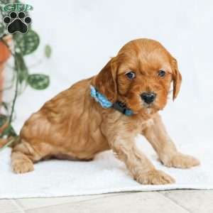 Miles F1b, Cavapoo Puppy